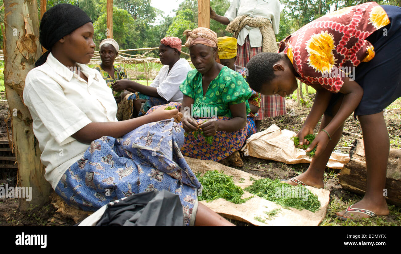 Ugandische Frauen bereiten Sie Stecklinge von ein chinesisches Kraut nun quer durch Afrika angebaut und durch die großen Pharmaunternehmen Welten verwendet. Stockfoto