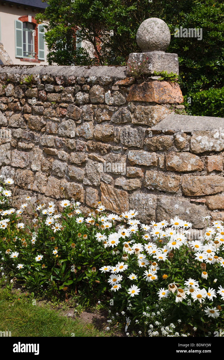 Gänseblümchen wachsen neben einer Hauswand auf der Ile de Bréhat, Bretagne, Frankreich Stockfoto