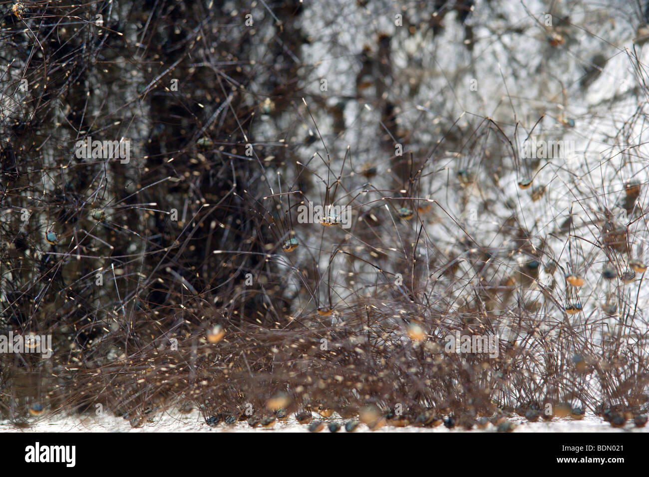 Leiobunum sp Harvestman Daddy Langbein Stockfoto