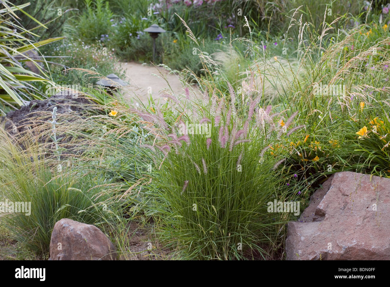 Gräser, Lampenputzergras im California Wiese Garten design Richard McPherson Stockfoto