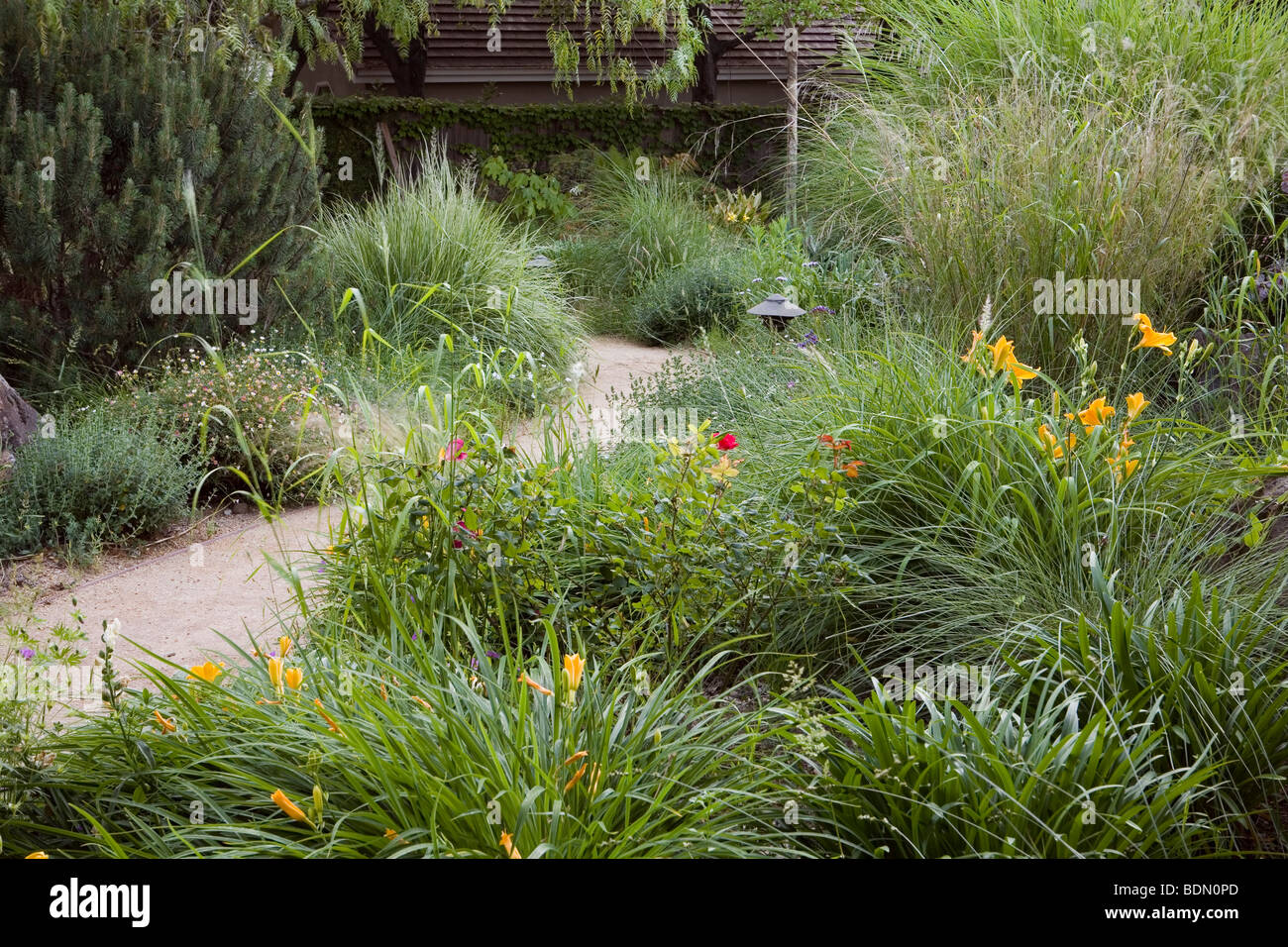 Weg durch California Wiese Garten mit Gräsern und Taglilien, design