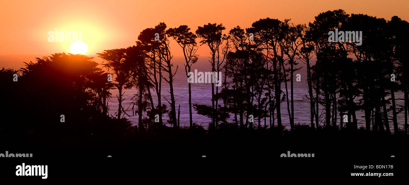 Ein Winter Sonnenuntergang hinter einer Reihe von Küsten Pinien entlang der Big Sur Coast, Kalifornien, USA. Stockfoto