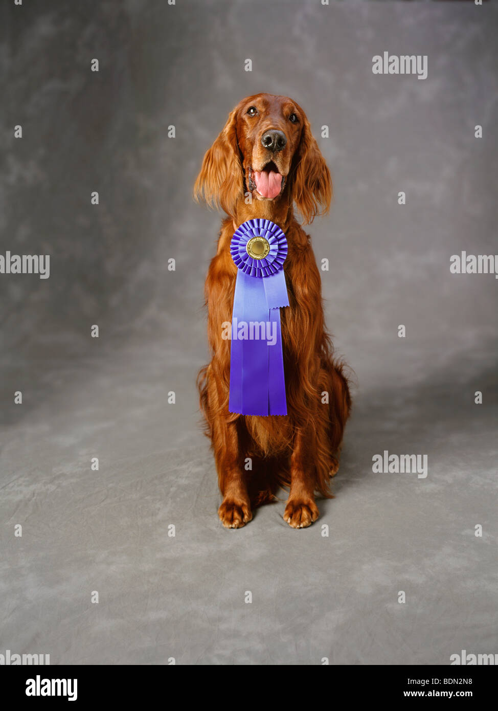 Portrait von Irish Setter mit Award auf grauem Hintergrund Stockfoto