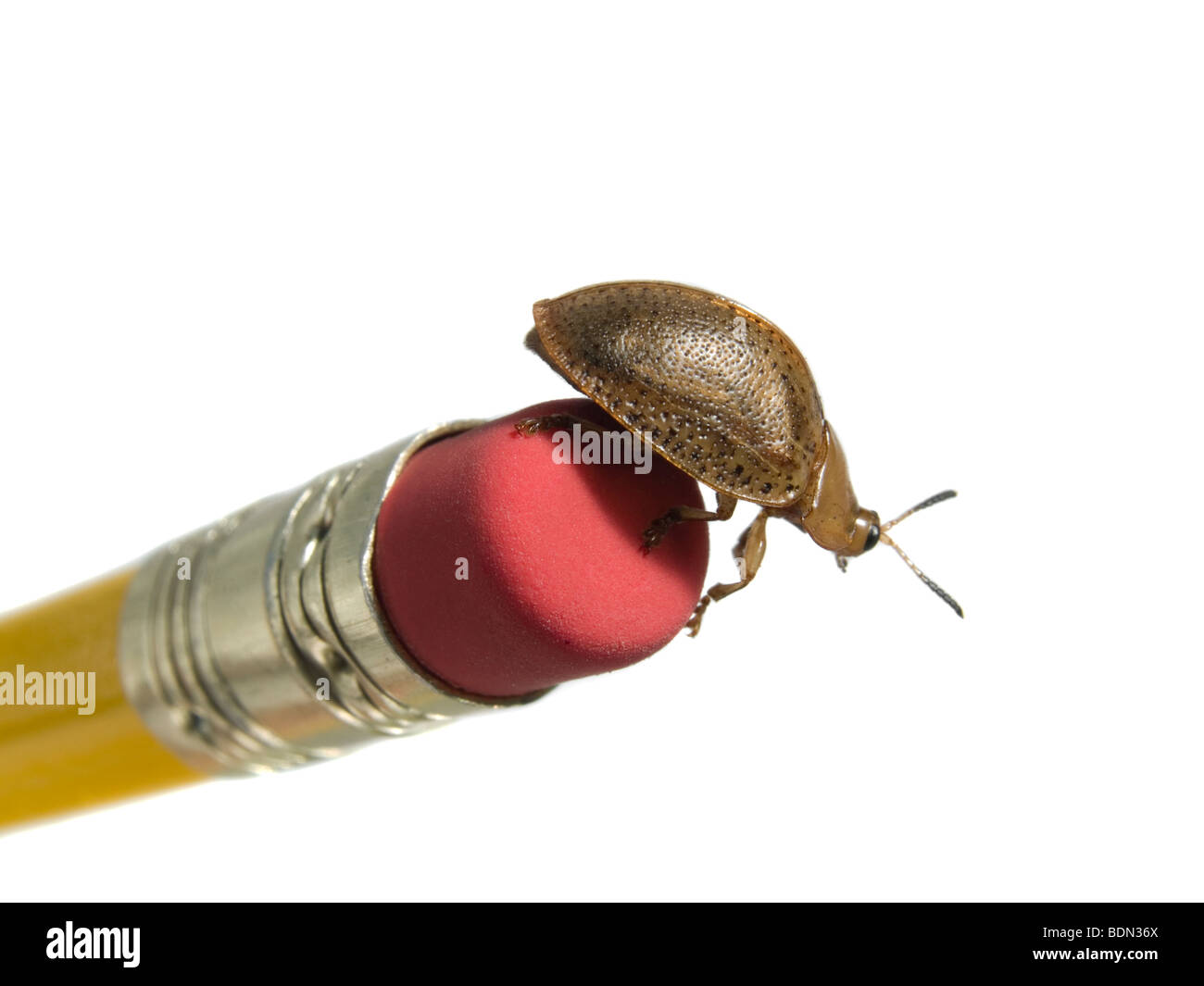 Käfer auf Bleistift Radiergummi isoliert auf weiss. Stockfoto