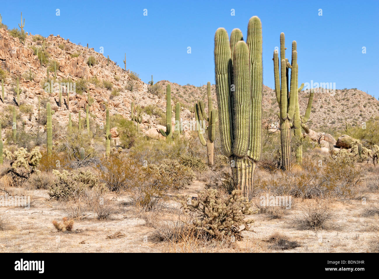 Hügelige Landschaft, Saguaro Kakteen (Carnegiea Gigantea), Black Canyon City, Highway 17, Arizona, USA Stockfoto