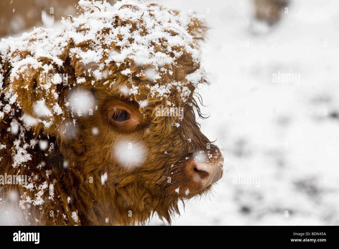 Highland Cattle, Kalb in einem Schneesturm,Tirol, Tirol, Österreich, Europa Stockfoto