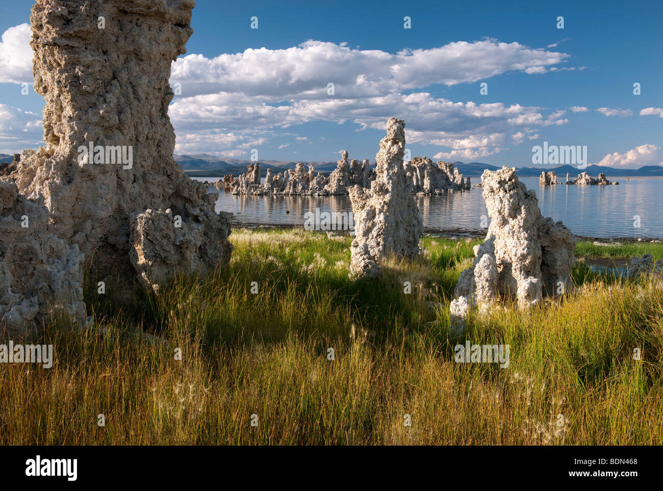 Wilde Gerste wächst unter den Kalktuff-Formationen am kalifornischen Mono Lake. Stockfoto