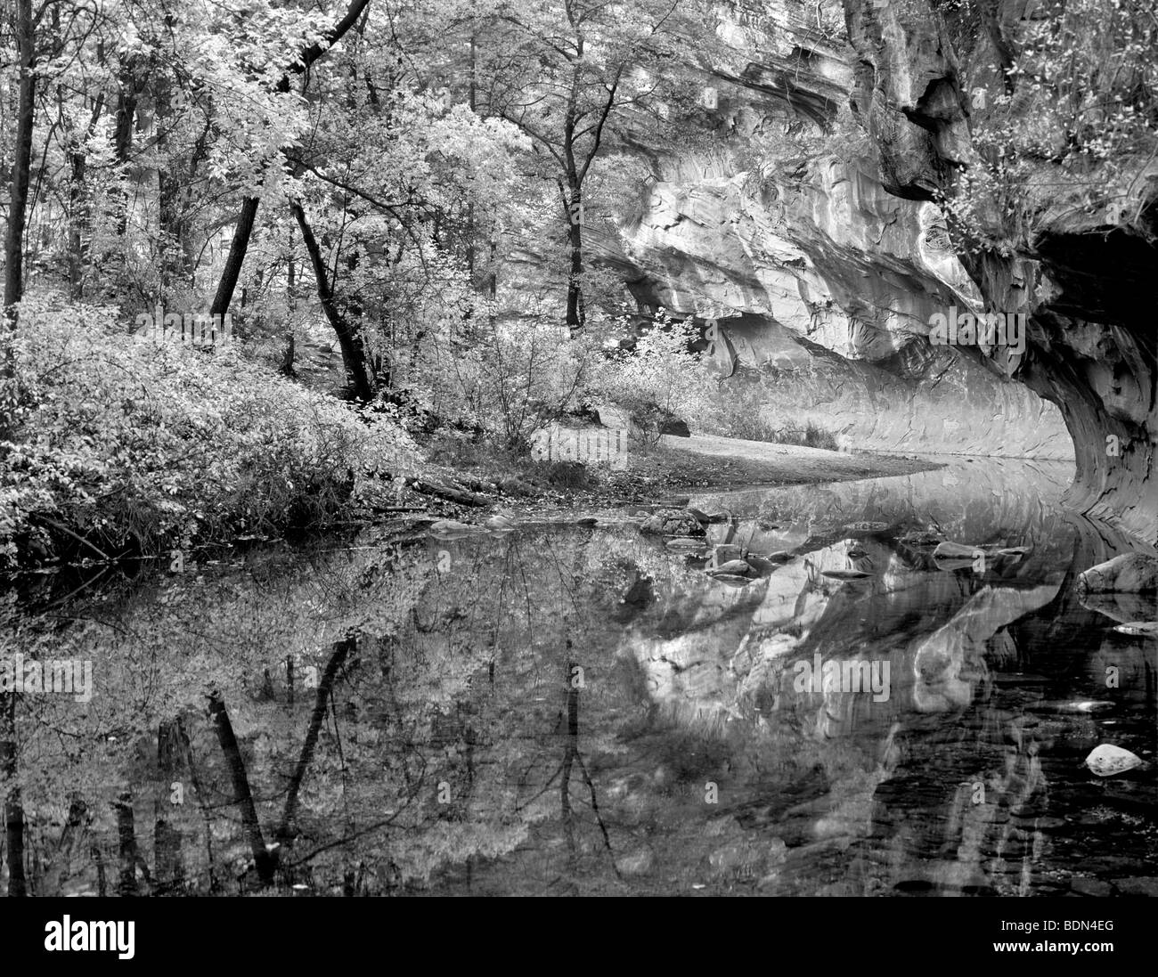 Herbstfarben auf West Fork Oak Creek. Red Rock Secret Mountain Wilderness, Arizona. Stockfoto