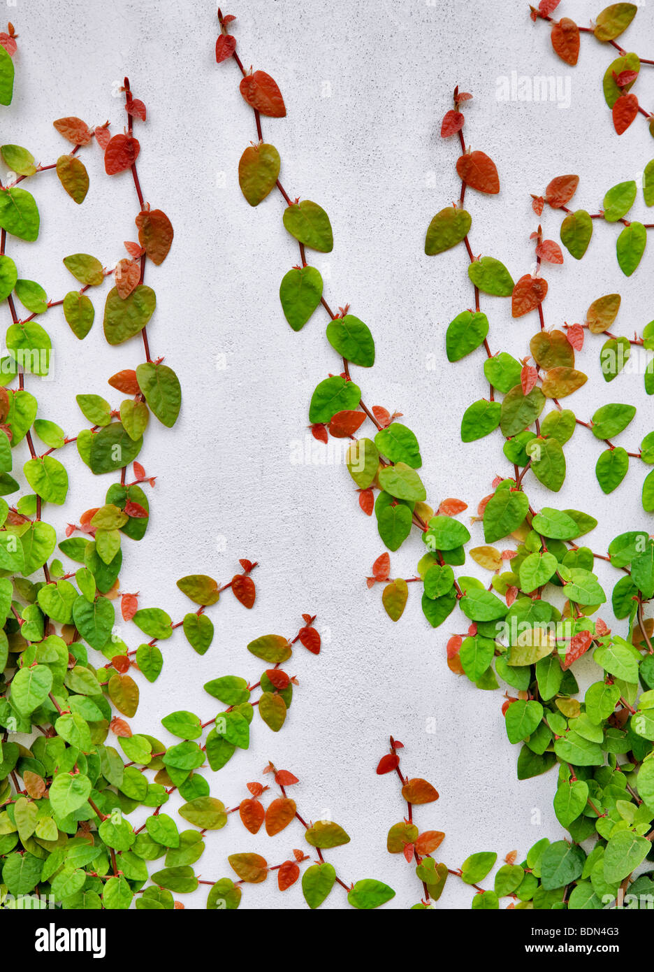 Kletterpflanze an weißer Wand. Los Angeles, CA Stockfoto