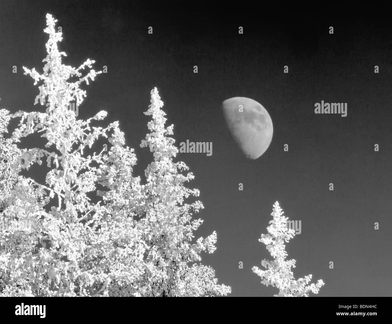 Raureif auf Bäumen mit Mond. Elkhorn Drive National Scenic Byway. Oregon Stockfoto