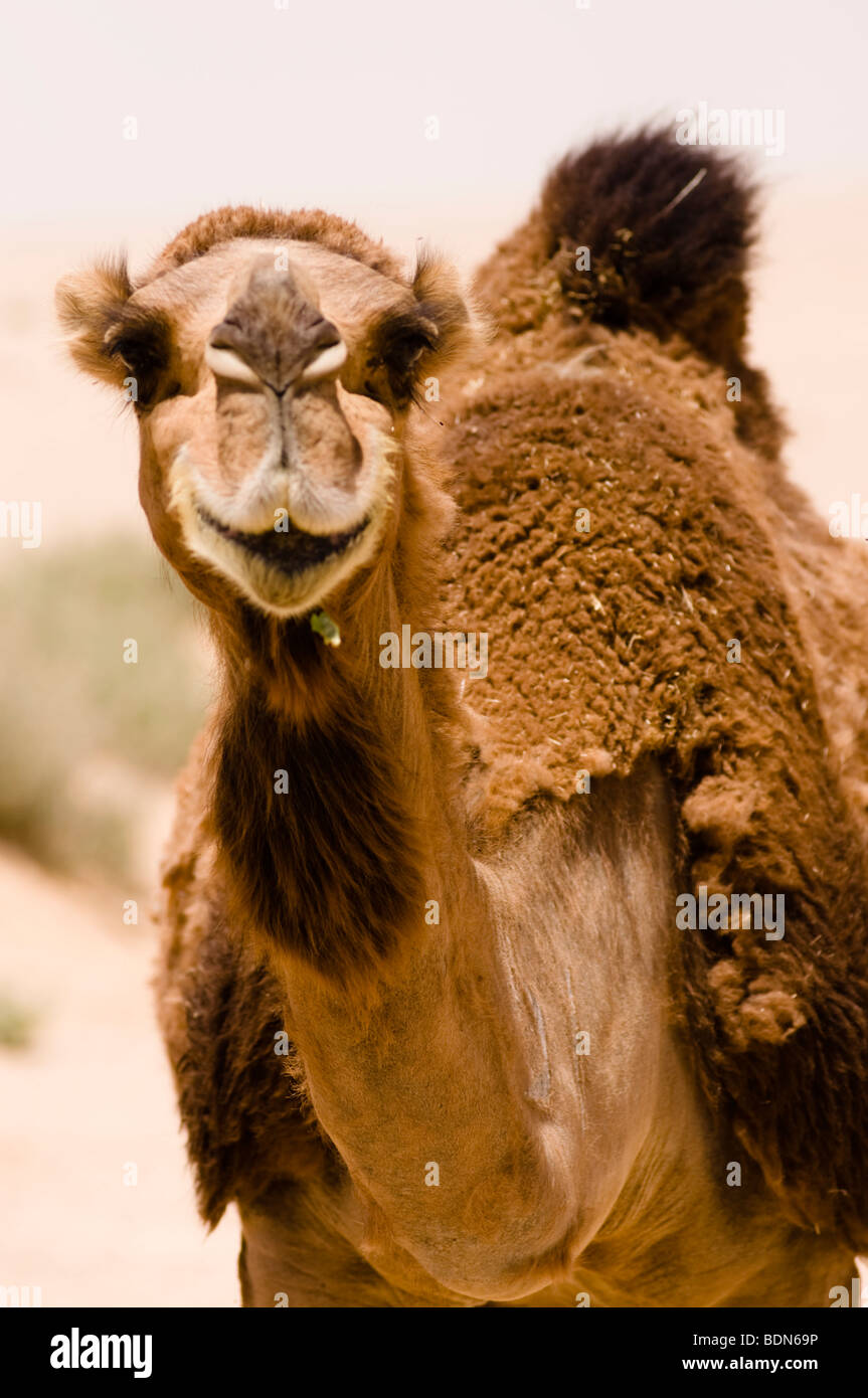 Kamelgesicht Stockfotos Und Bilder Kaufen Alamy
