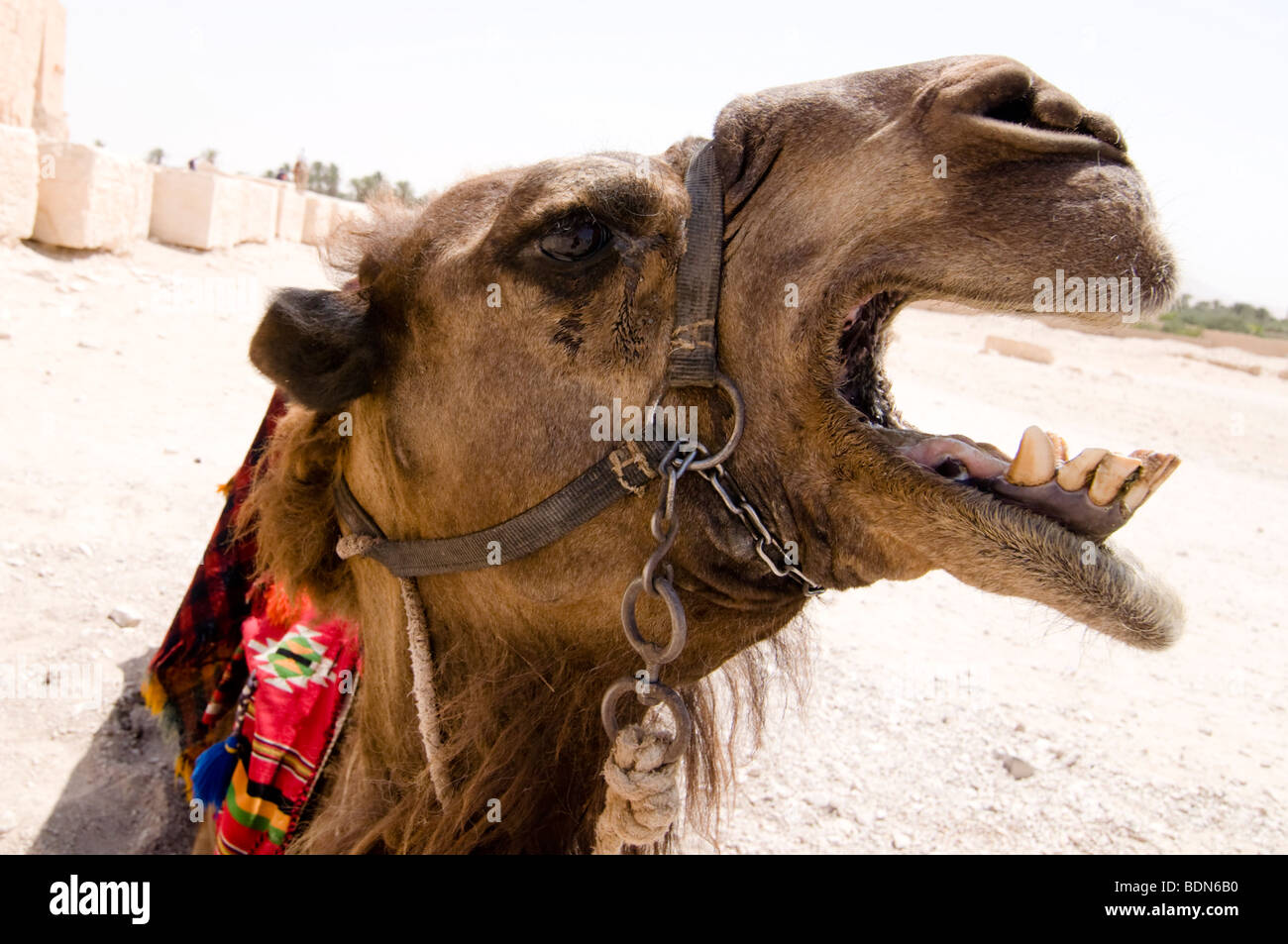 Ein Kamel zeigt seine Zähne beim brüllen an Touristen in der Nähe der Ruinen von Palmyra, Syrien. Stockfoto