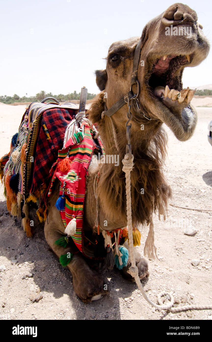 Ein Kamel zeigt seine Zähne beim brüllen an Touristen in der Nähe der Ruinen von Palmyra, Syrien. Stockfoto