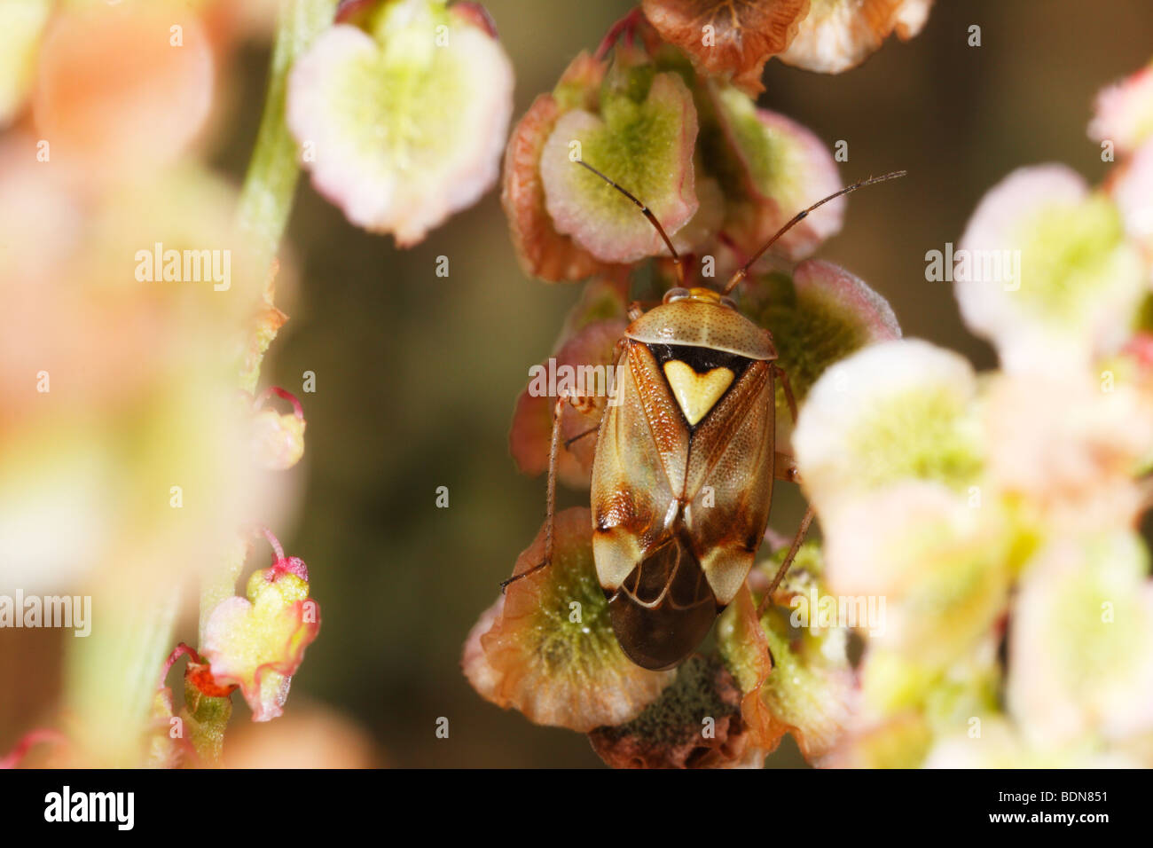 Deraeocoris Ruber, Red Bug, ein Mitglied der True Bugs. Dieser Erwachsene sitzt in einem Sauerampfer. Stockfoto