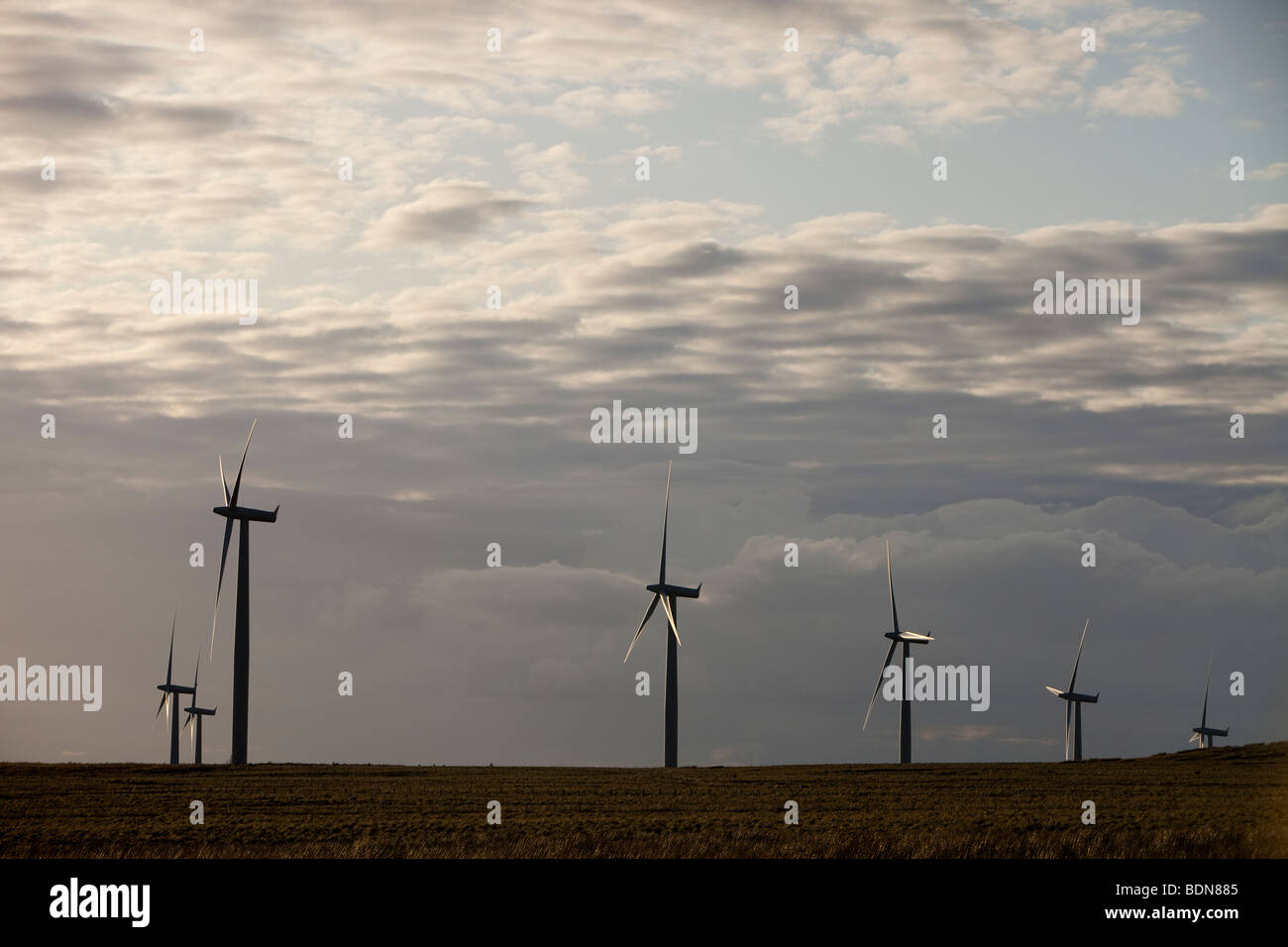 Schwarzes Gesetz-Windpark in der Nähe von Carluke in Schottland, Großbritannien. Als es gebaut wurde, war es der größte Windpark in Großbritannien mit 54 Turbinen Stockfoto