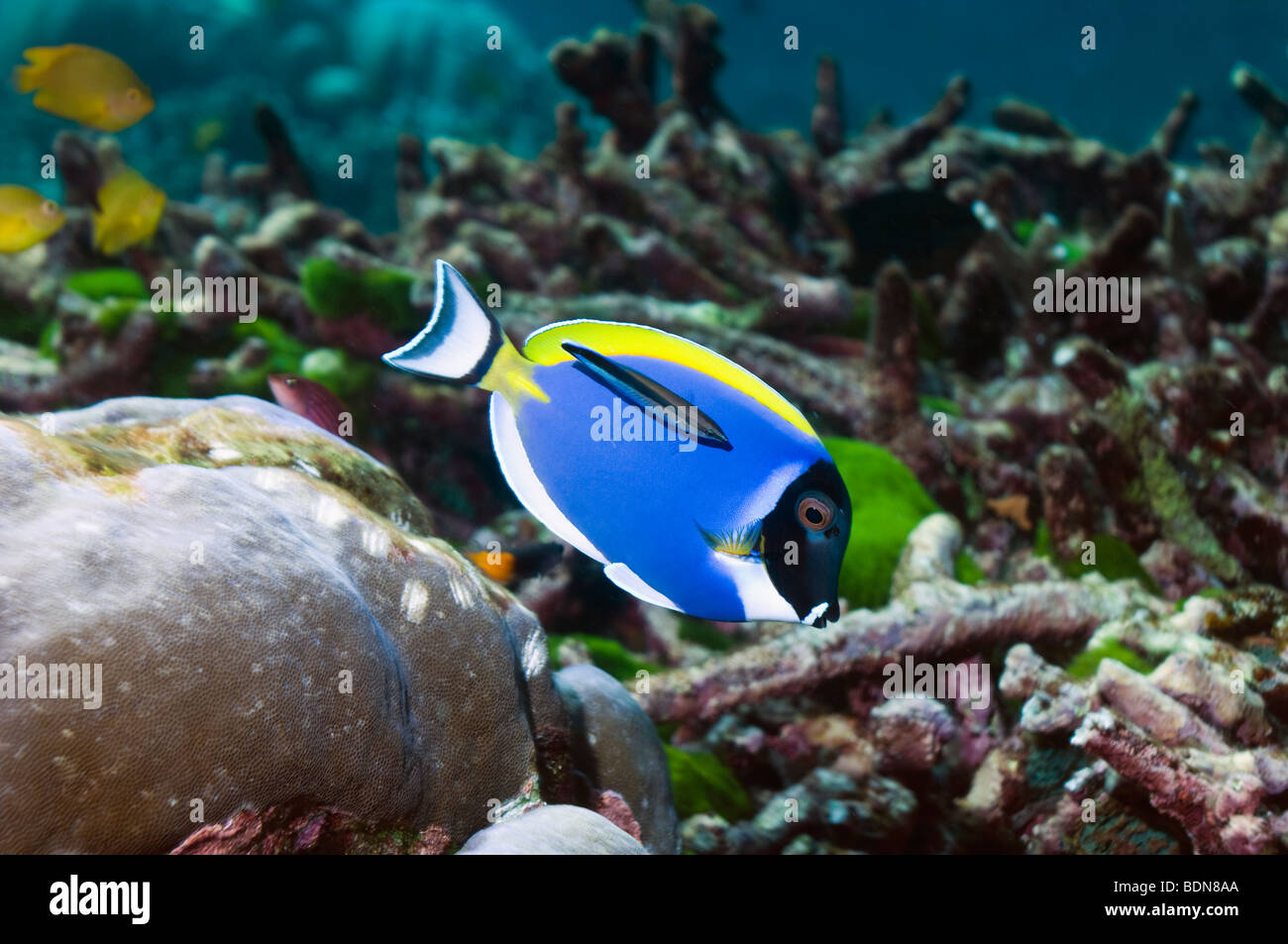 Powderblue Doktorfisch Acanthurus Leucosternon Andaman Sea-Thailand Stockfoto