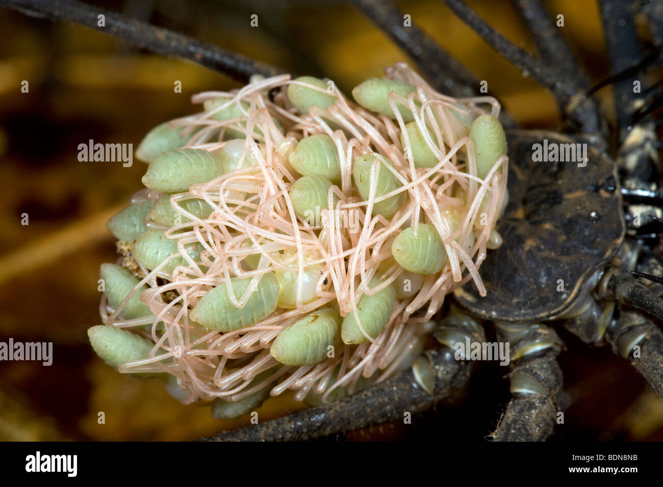 Schwanzlose Whipscorpion (Amblypigid) mit frisch geschlüpften Jungtiere Stockfoto