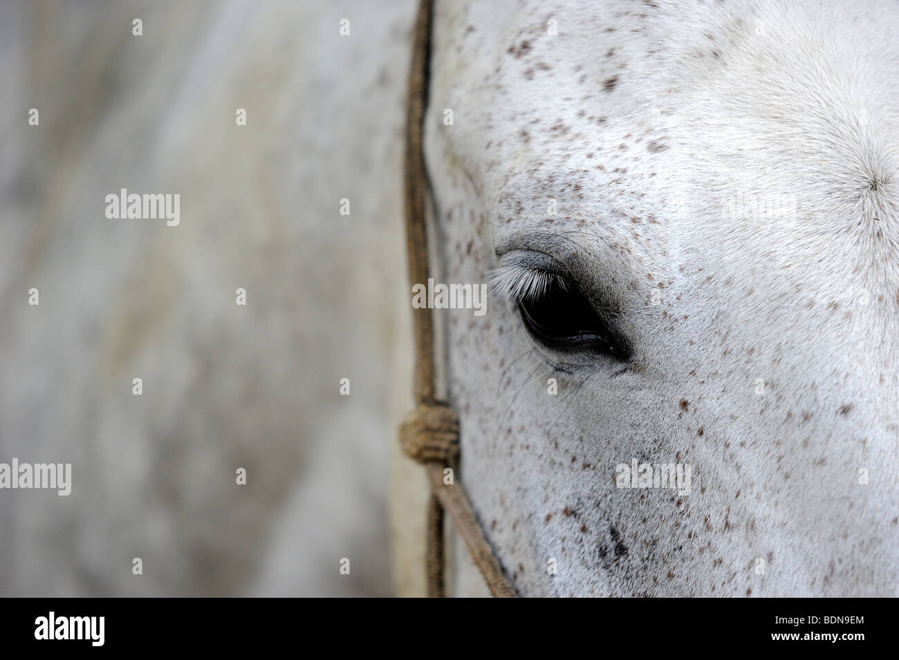 Nahaufnahme von Pferdeauge Stockfoto