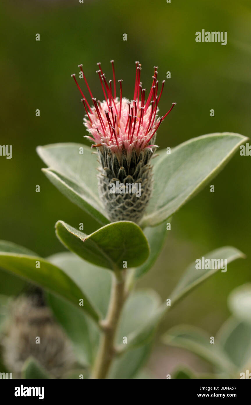 Arnaldoa (Arnaldoa Macbrideana), blühender Zweig. Stockfoto