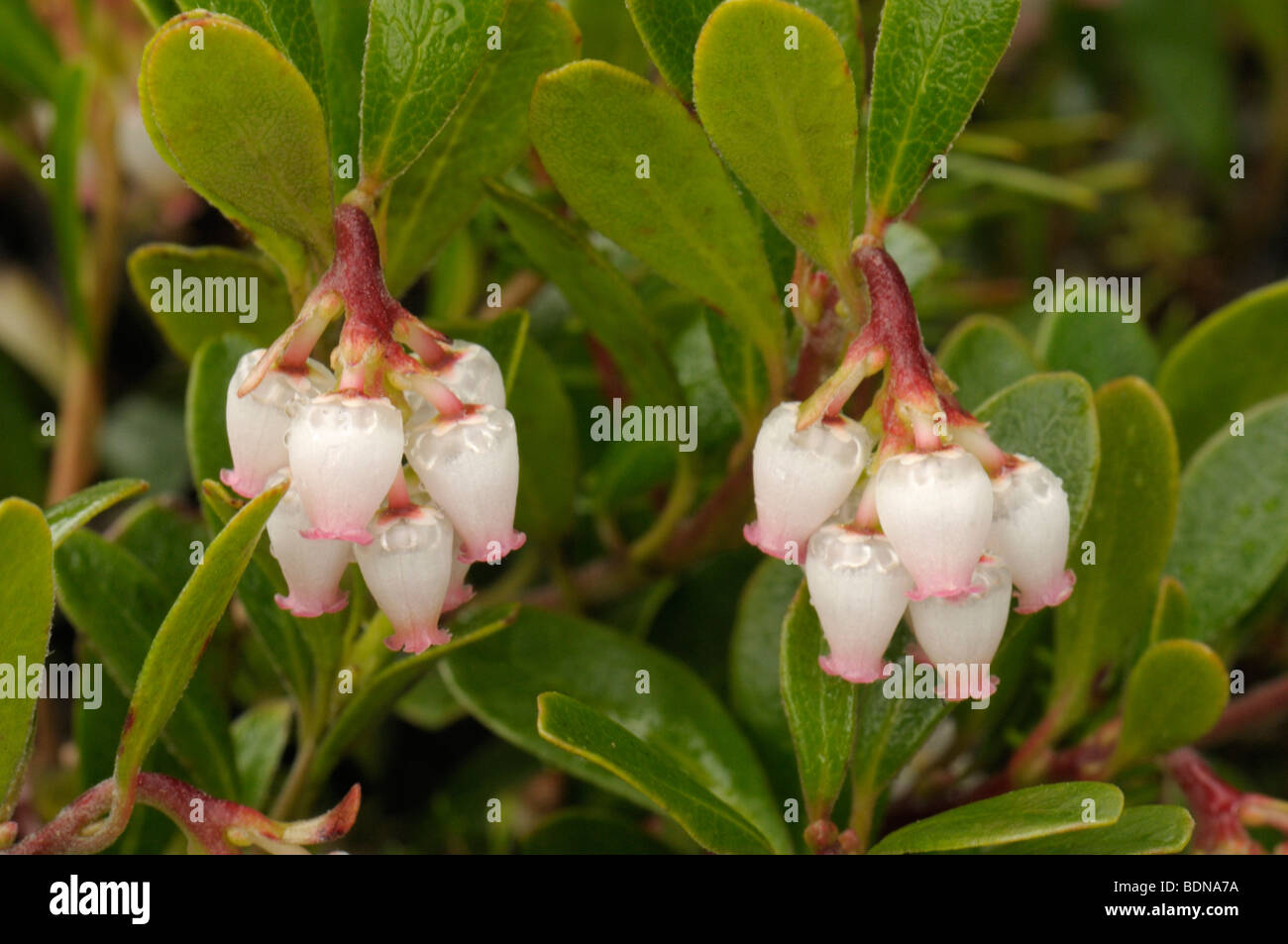 Gemeinsamen Bärentraube, Mountain Cranberry (Arctostaphylos Uva-Ursi), blühende Pflanze. Stockfoto