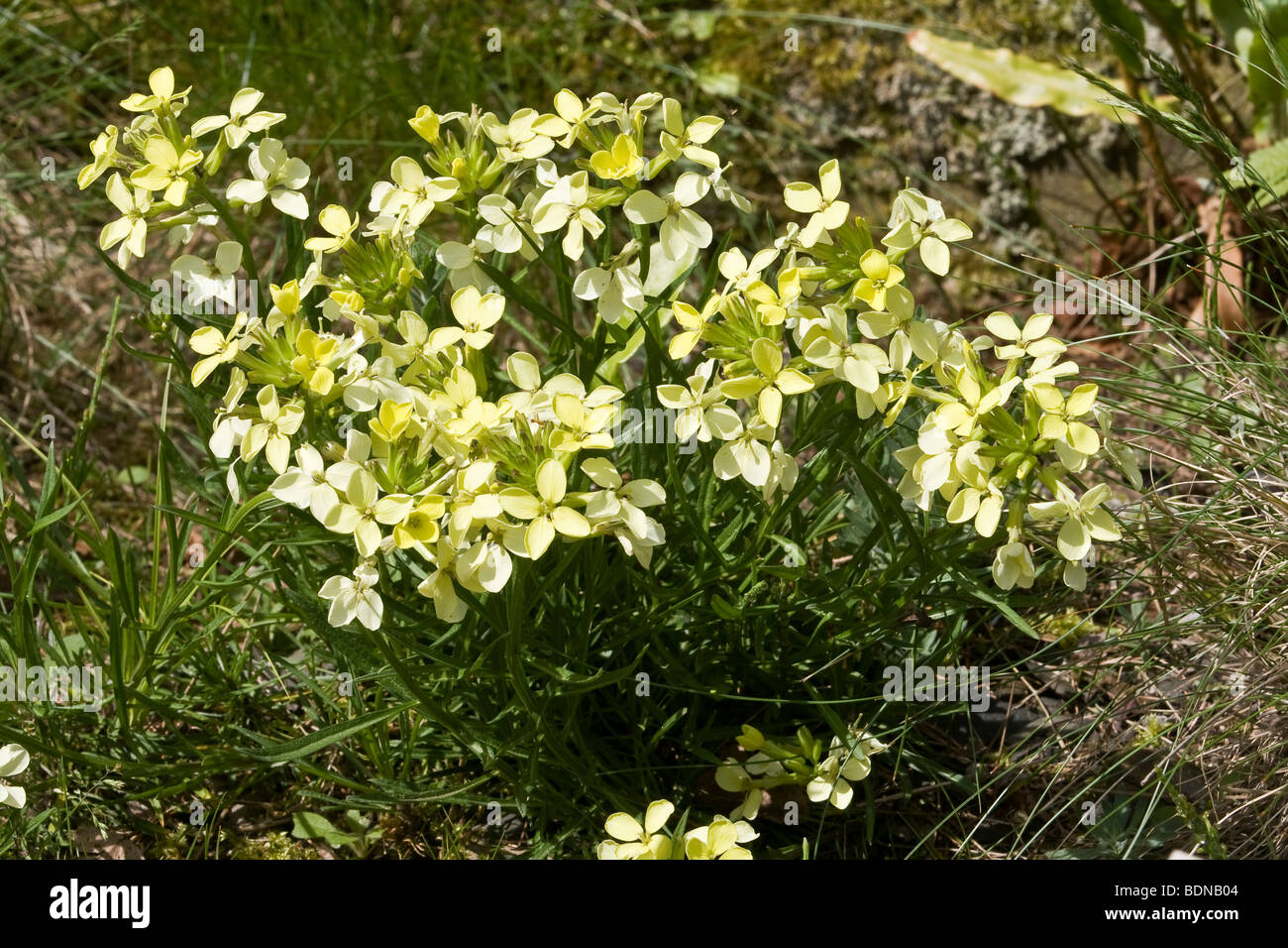 Mittelmeer-Kohl (Brassica Fruticulosa) Stockfoto