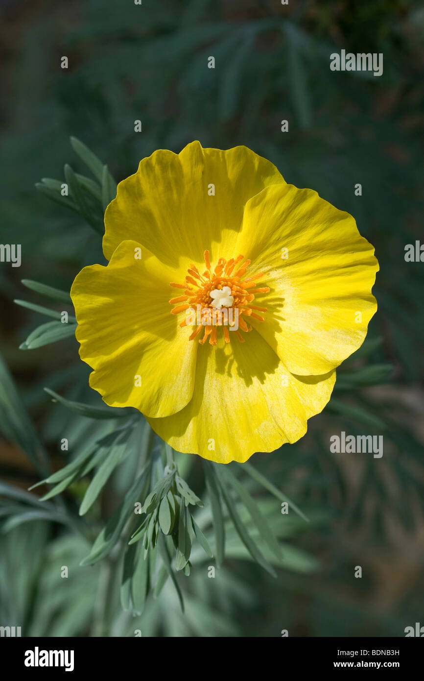 Mexikanische Tulpe Mohn (Hunnemannia Fumariifolia), gelbe Blume Stockfoto