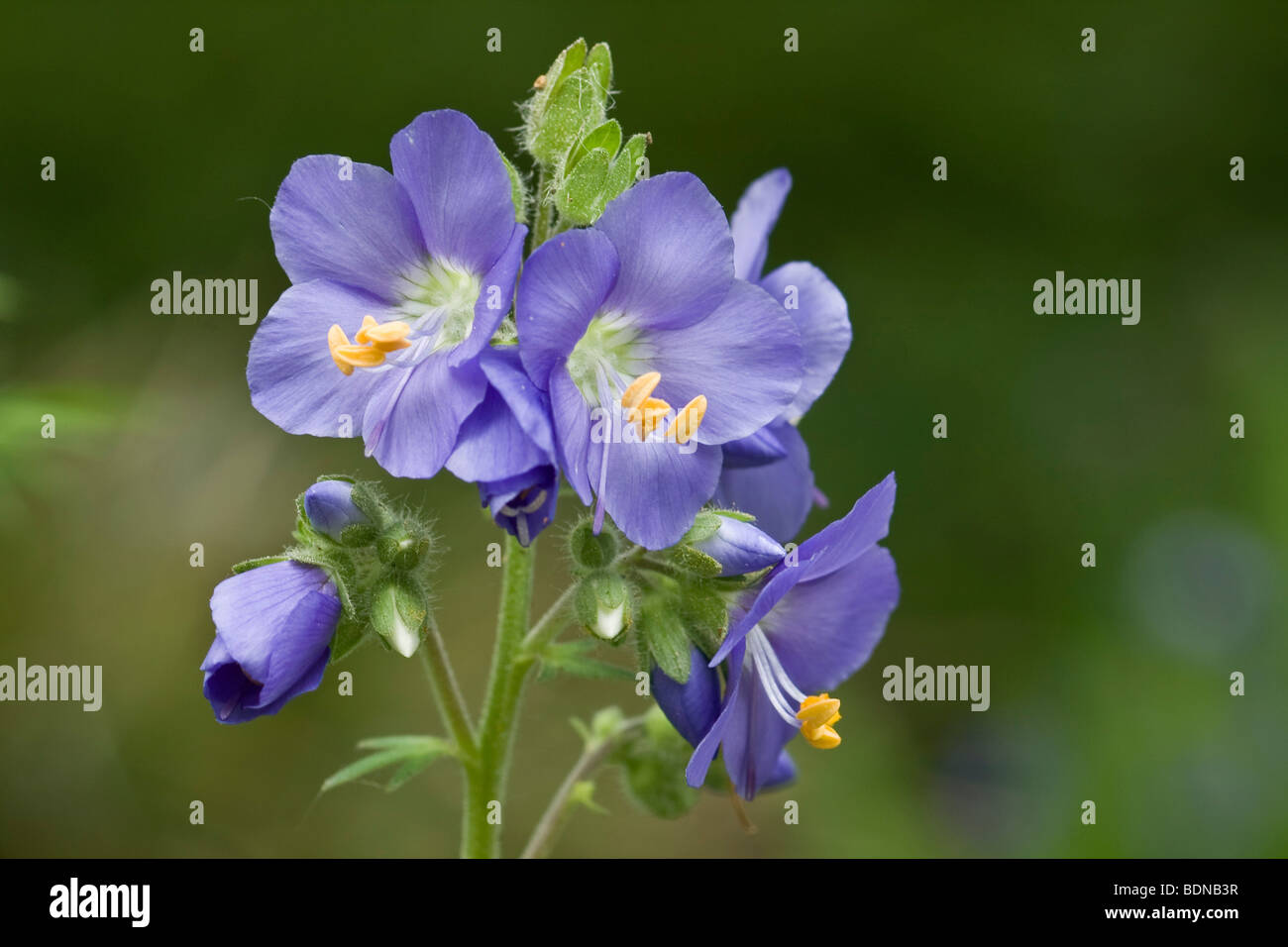 Hoch die-Jakobsleiter (Polemonium Acutiflorum), Blüte Stockfoto