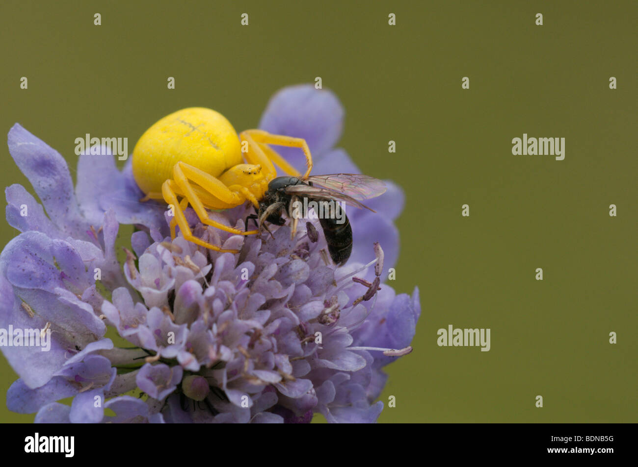 Goldrute Krabbenspinne (Misumena Vatia) mit Beute auf einem Feld Witwenblume Blüte. Stockfoto