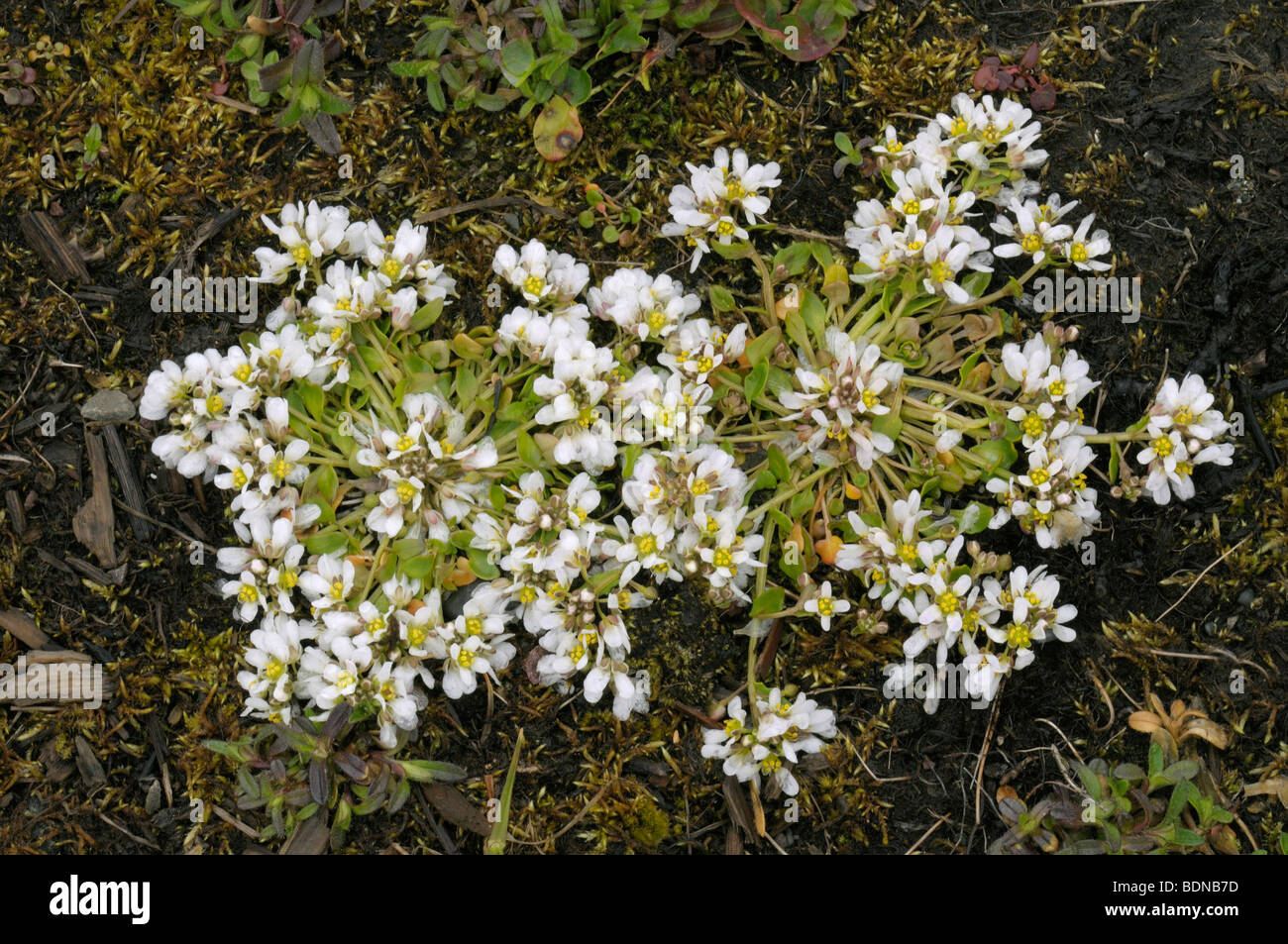 Dänische Skorbut-Rasen (Cochlearia Danica), blühende Pflanzen. Stockfoto