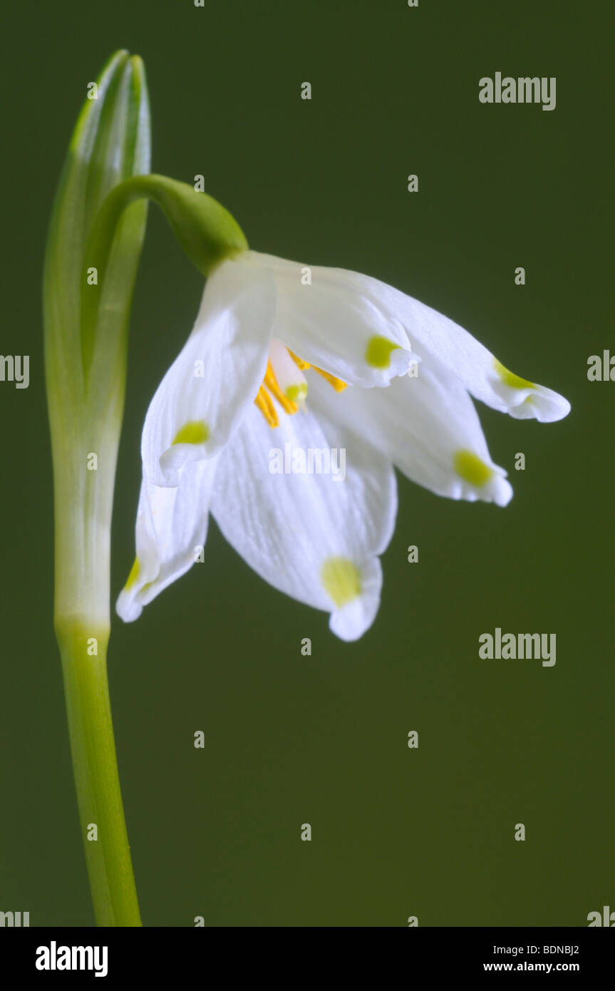Schneeflocke (Leucojum Vernum) Frühling, Blume. Stockfoto