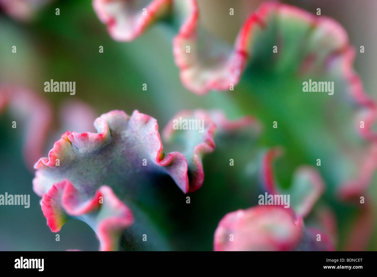 Saftiges Blatt hautnah. Los Angeles, CA Stockfoto