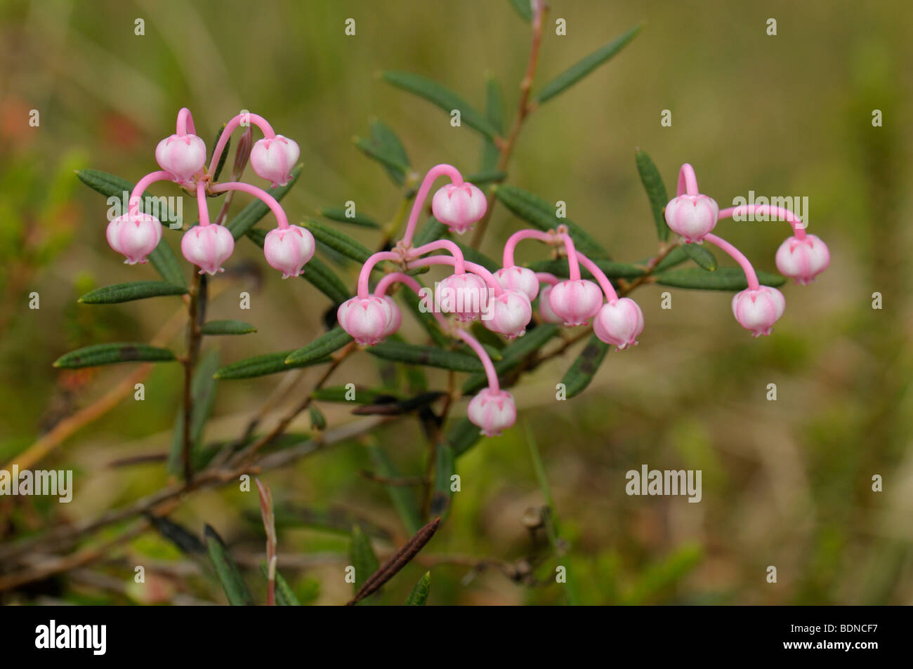 Moor-Rosmarin (Andromeda Polifolia, Andromeda Rosmarinifolia), Blüte. Stockfoto