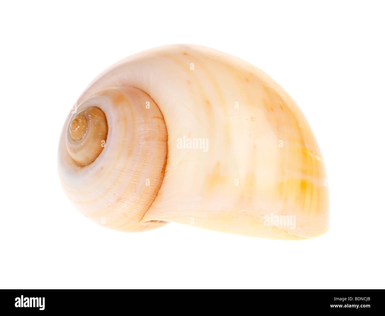 Sea Shell Stockfoto