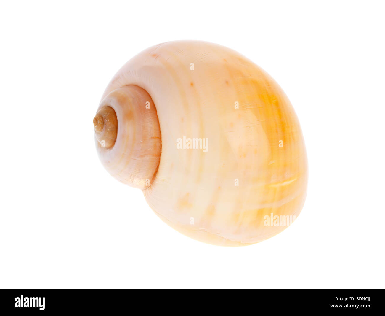 Sea Shell Stockfoto