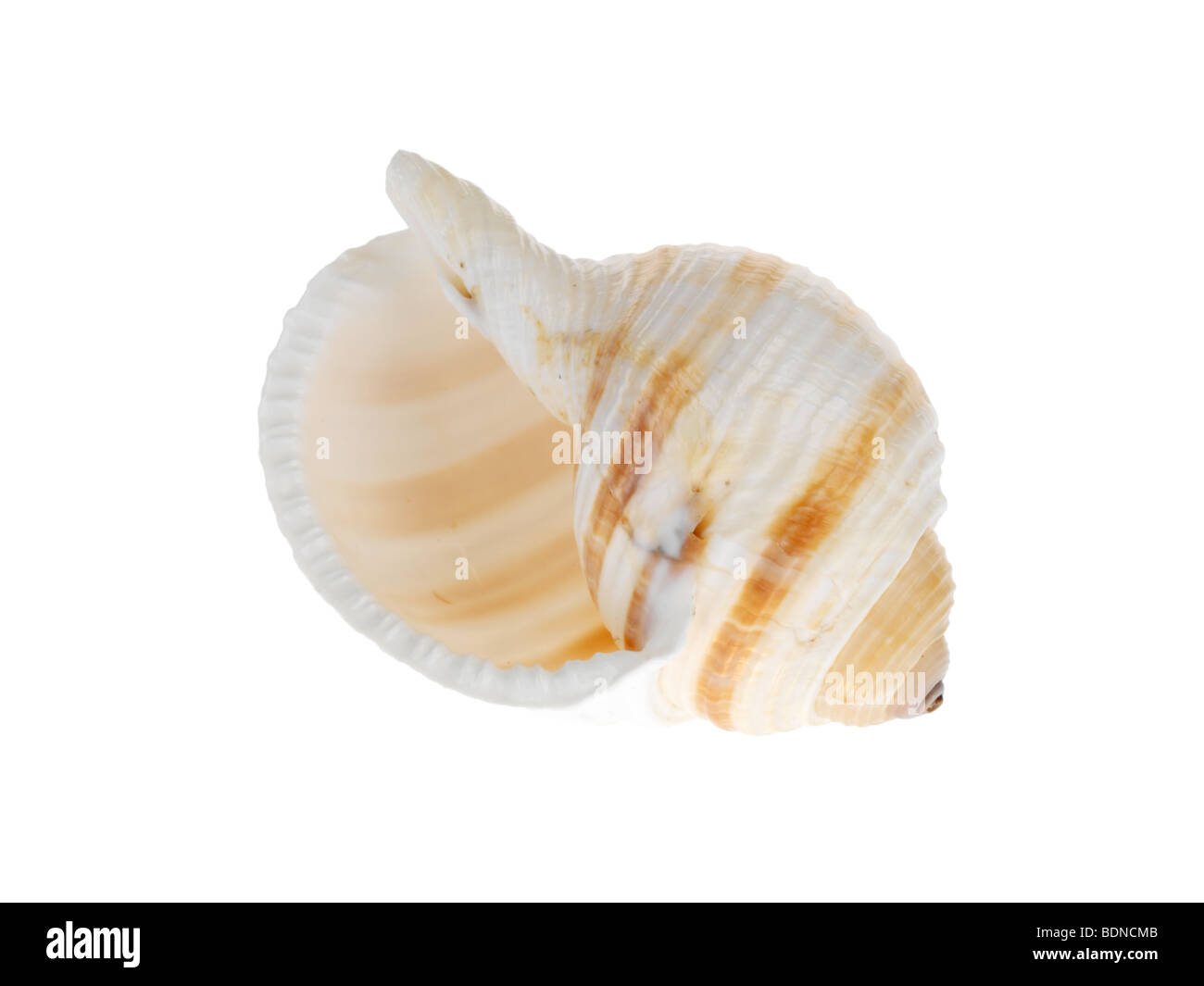 Sea Shell Stockfoto