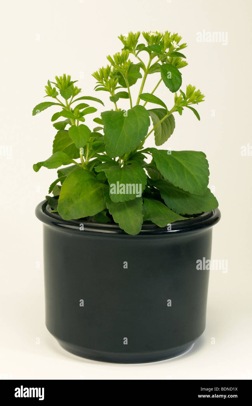 Stevia, Sweet Leaf von Paraguay (Stevia Rebaudiana), Topfpflanze. Teile der Pflanze sind 300 Mal süßer als Zucker. Stockfoto