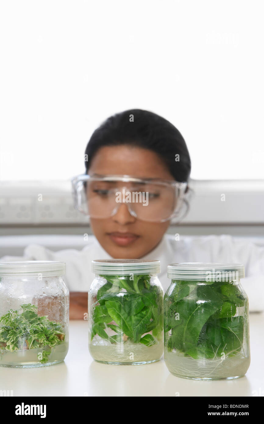 Weibliche Lab Arbeiter Prüfung Glas Gläser mit Pflanzenmaterial Stockfoto