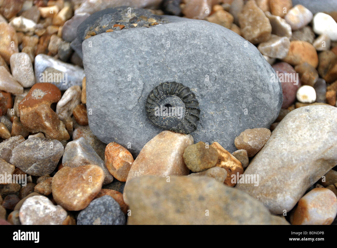 Ammonit Fossil, Charmouth Strand, Jurassic World Heritage Coast, Dorset Stockfoto