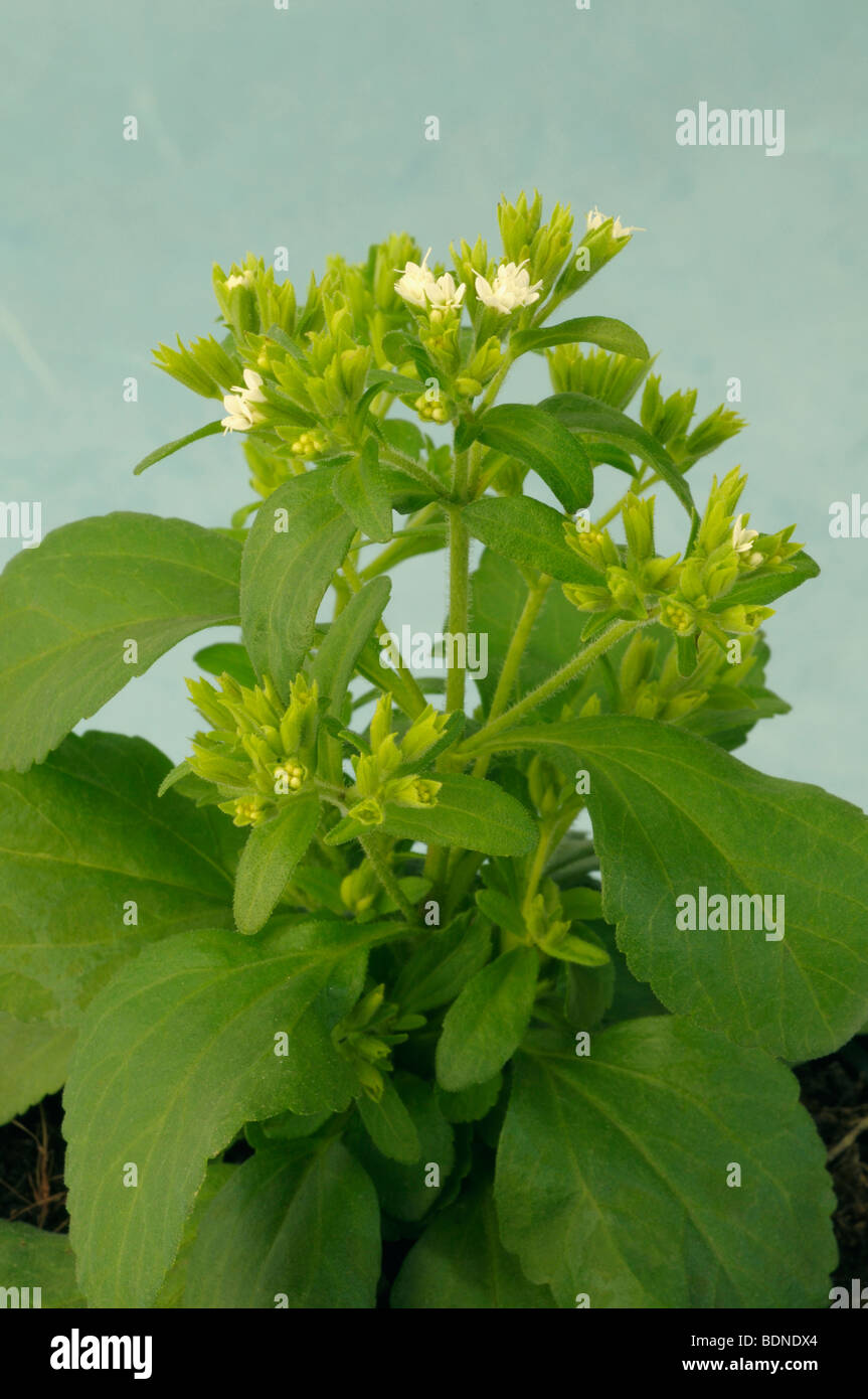 Stevia, Sweet Leaf von Paraguay (Stevia Rebaudiana). Blüte, Topfpflanze. Stockfoto