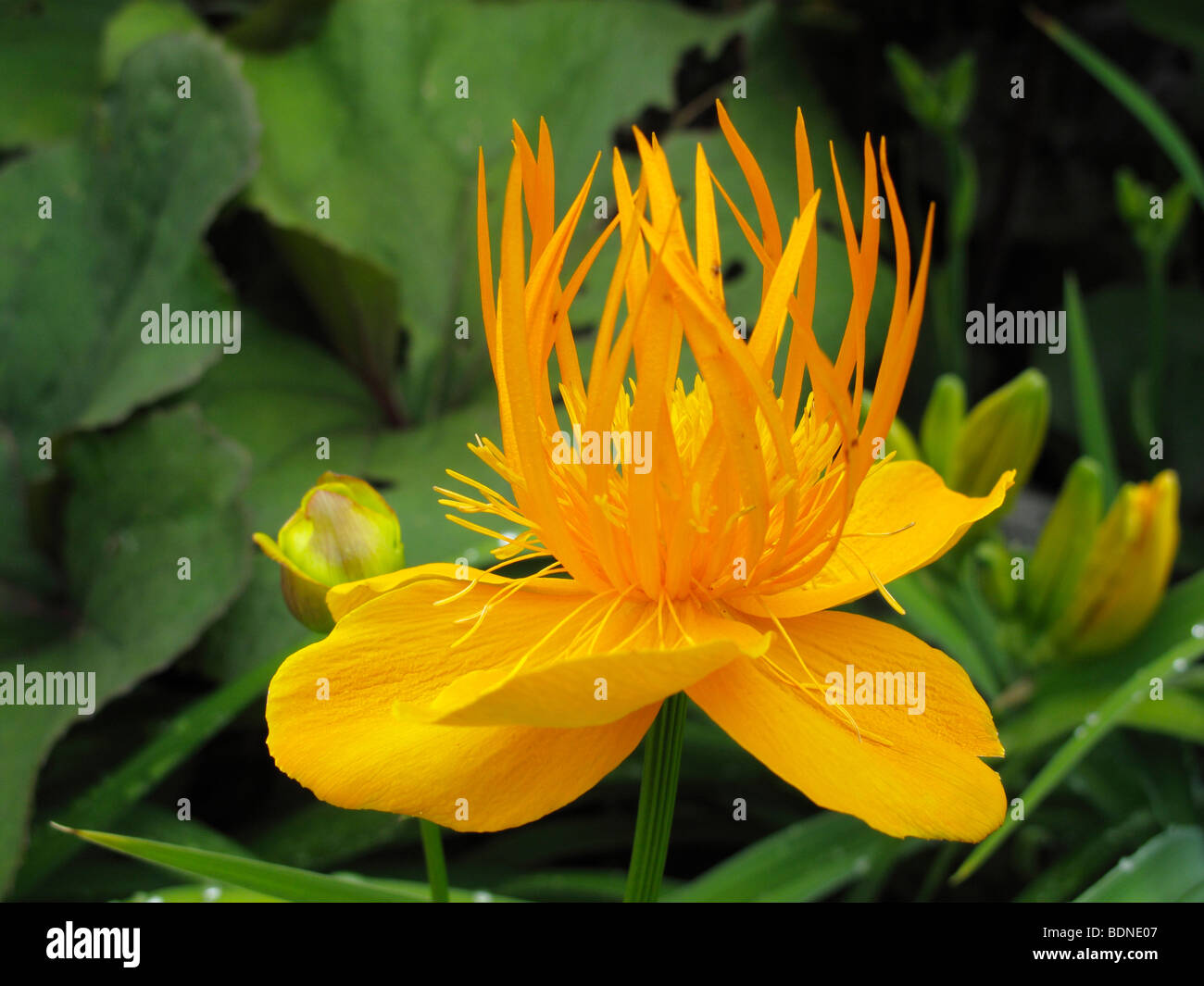 Chinesische Trollblume (Trollblume Chinensis) Stockfoto