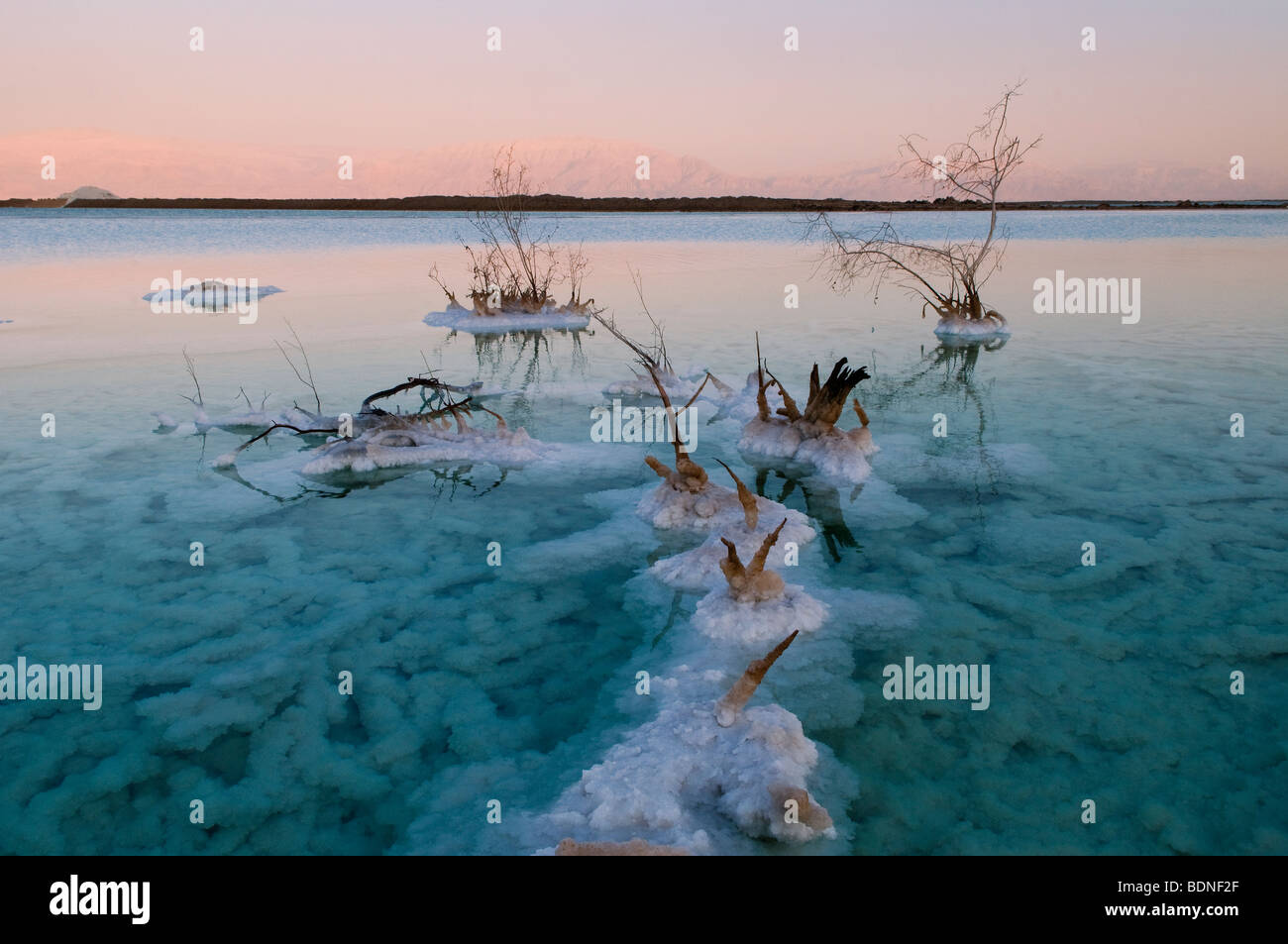 Verwelkte Pflanzen durch Salzkristalle an den Ufern des Toten Meeres Israel umgeben Stockfoto