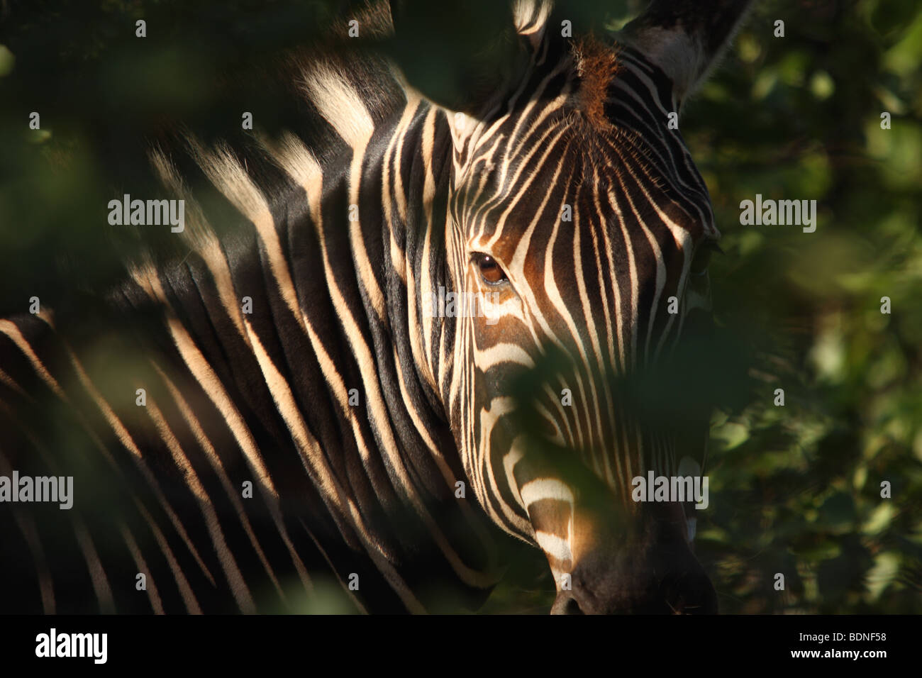 Nahaufnahme von Burchell Zebra (Equus Burchellii), Krüger-Nationalpark Limpopo Provinz, Südafrika Stockfoto