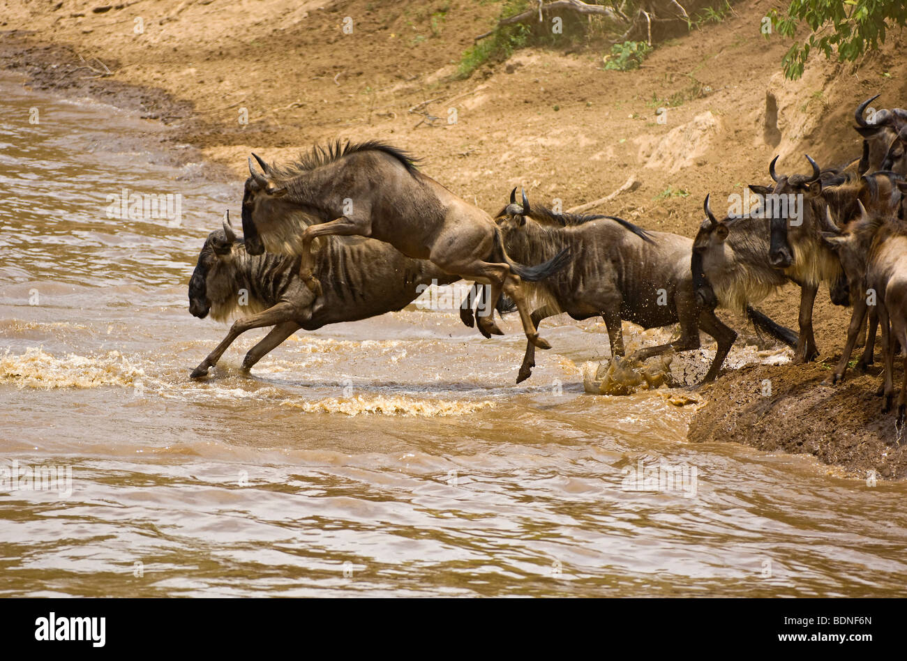 Gnus (Connochaetes) springen und Tauchen Sie ein in Mara River während der jährlichen Migration, Masai Mara Park Reserve, Kenia Stockfoto