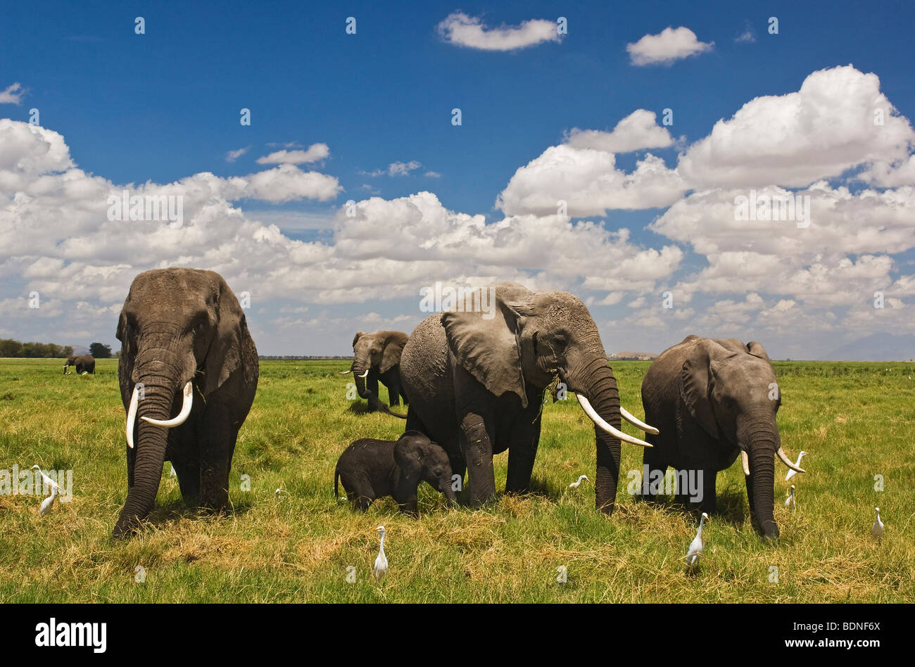 Elefantenfamilie (Loxodonta Africana) mit Baby-Elefant, Amboseli Nationalpark, Kenia Stockfoto