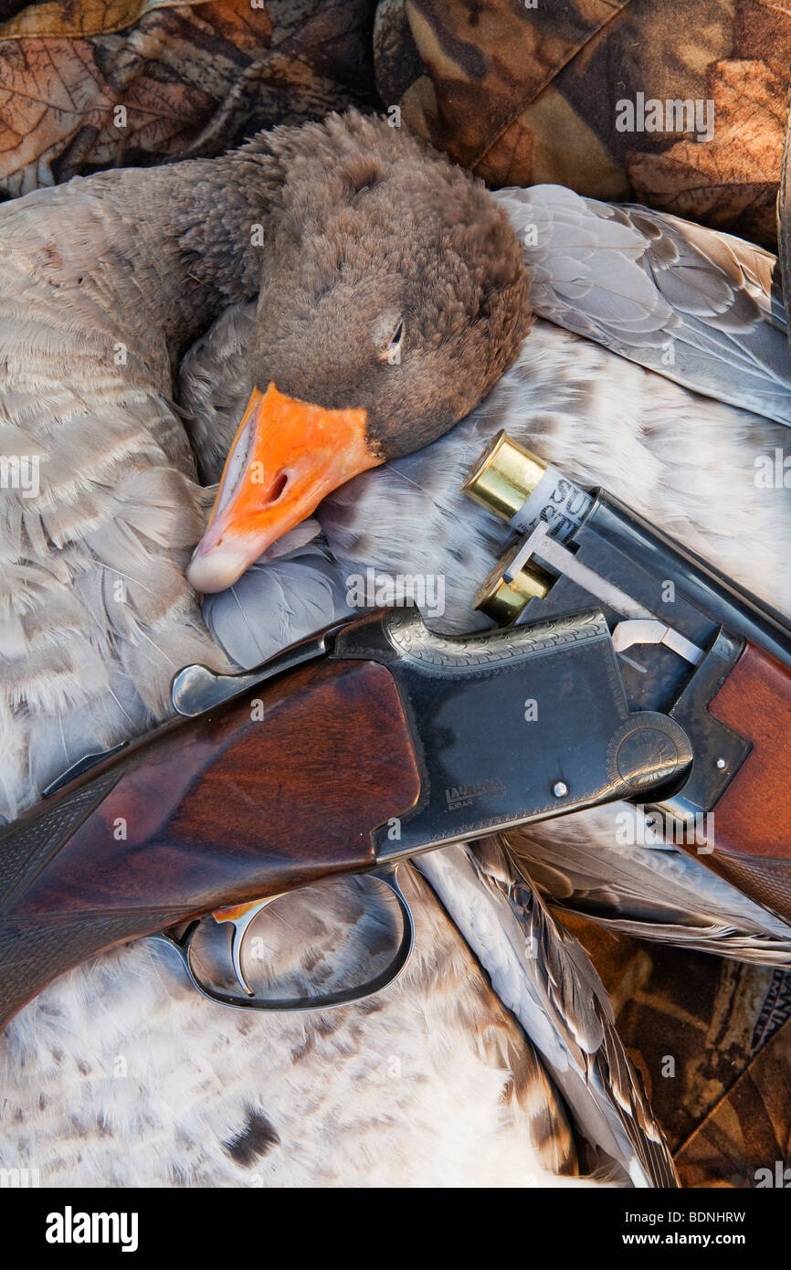 Eine Graugans, fotografiert mit einer Gans-Lockvogel und eine Schrotflinte Stockfoto