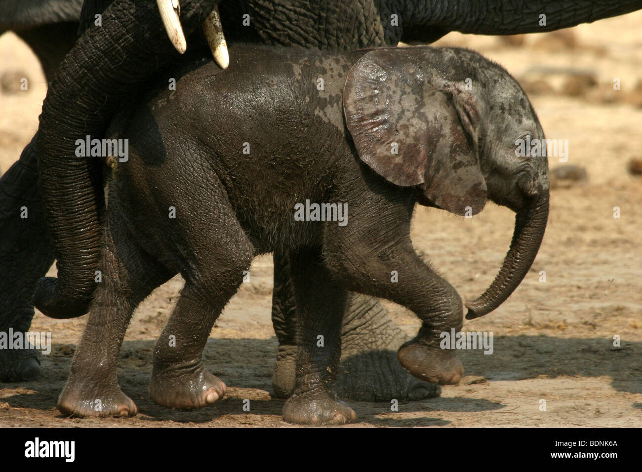 Afrikanischer Elefant Kalb zu Fuß mit seiner Mutter Stockfoto