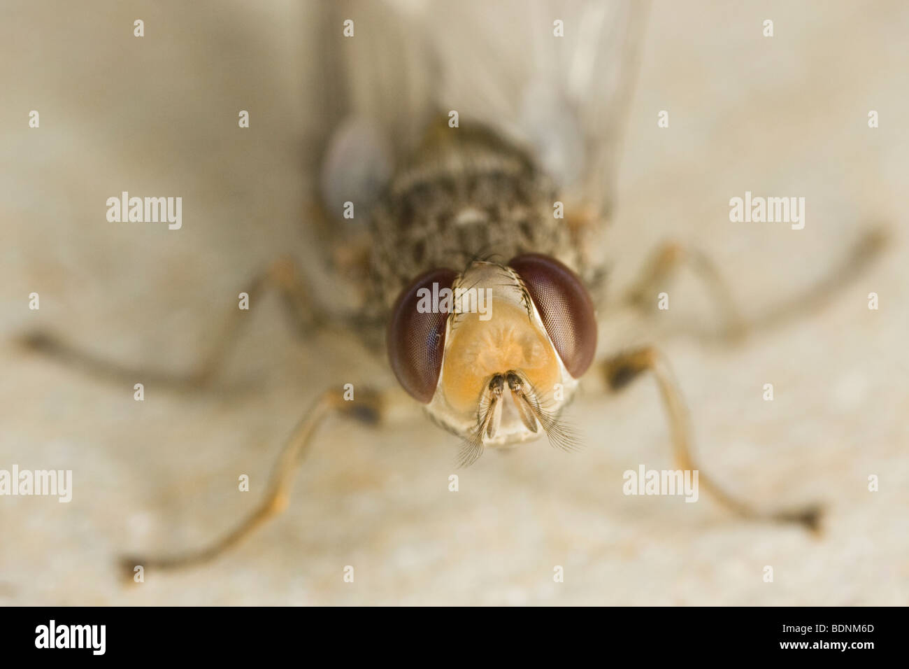 neu geschlüpften männlichen Savannah Tsetse-Fliege (Glossina Morsitans Morsitans) Stockfoto