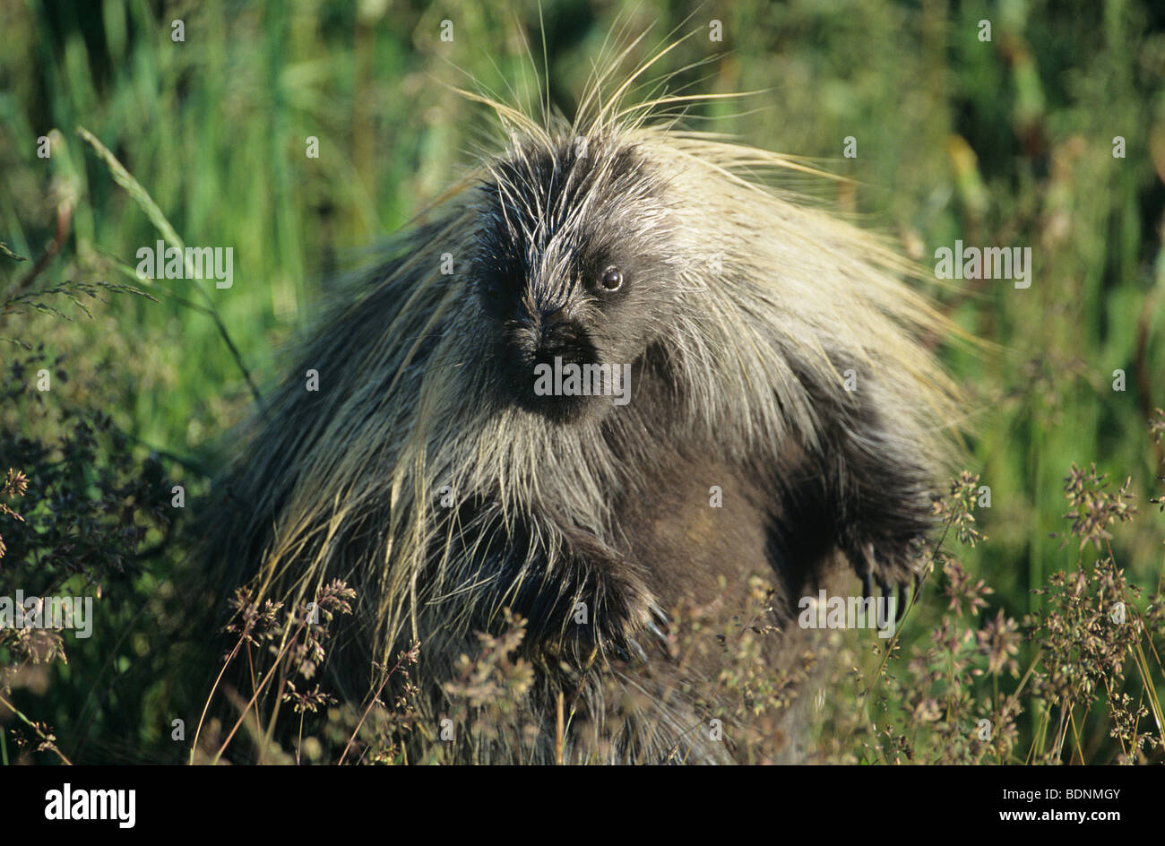 Stachelschwein in Rasen Stockfoto