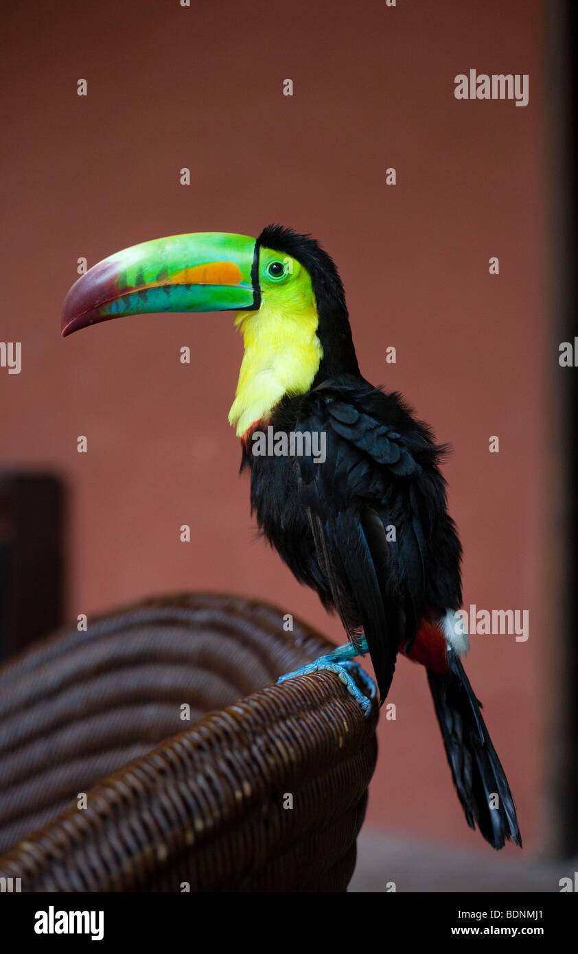 Portrait eines jungen Tukans, der seitlich steht, Cartagena de Indias, Kolumbien. Stockfoto