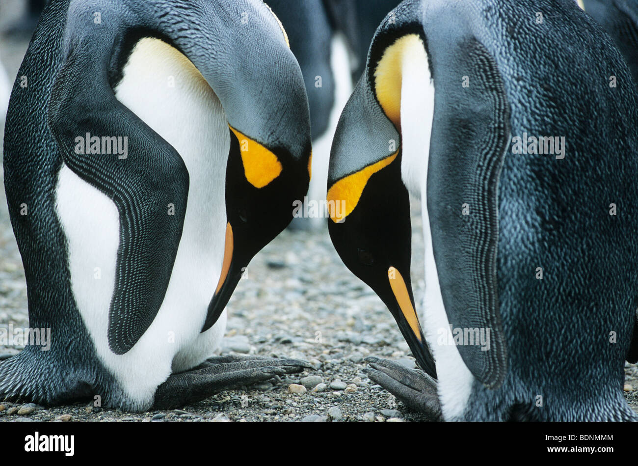 Paar von Pinguinen Kopf an Kopf Stockfoto